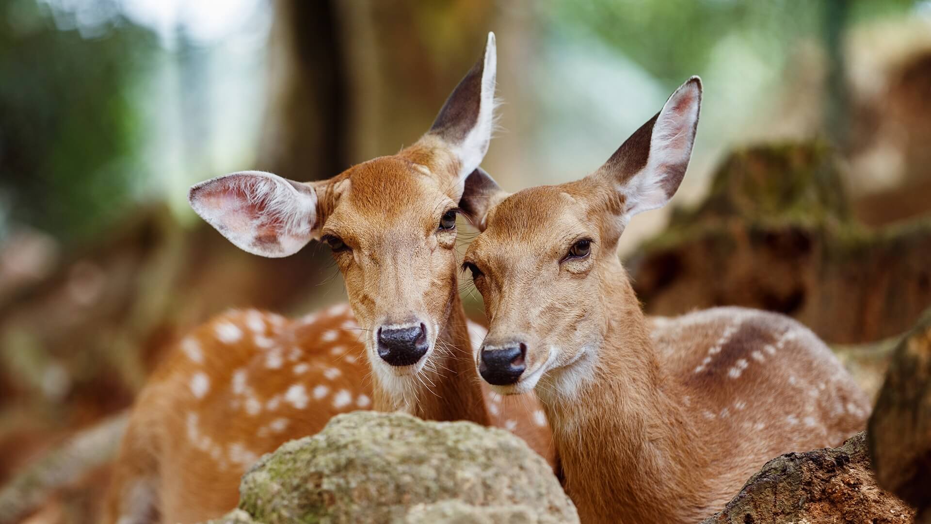 volunteering-at-the-local-wildlife-park-ekoterra