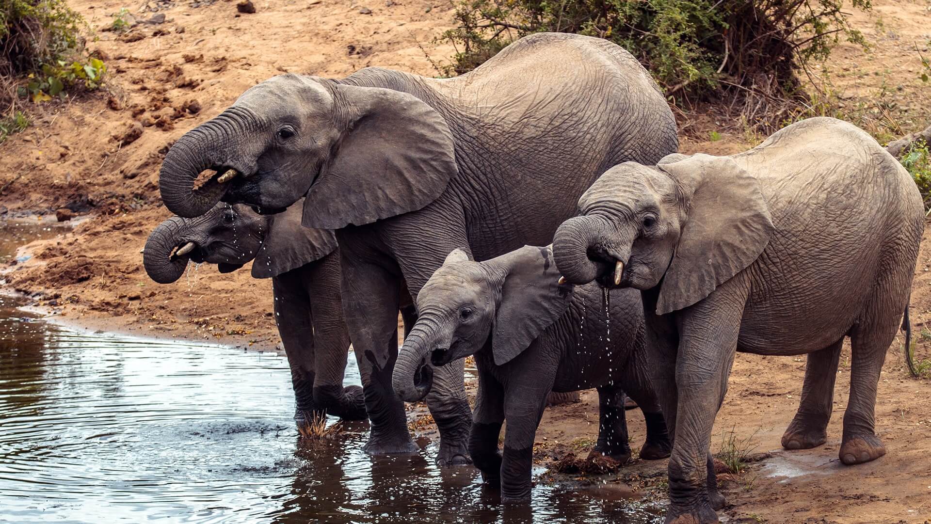 Wildlife in danger. Четыре слона. Слоны пьют воду. Слон пьет. Слон пьющий воду.